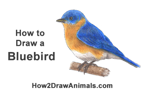 How to Draw Eastern Western Bluebird Bird Color
