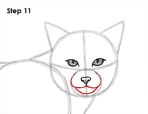 How to Draw a Bobcat