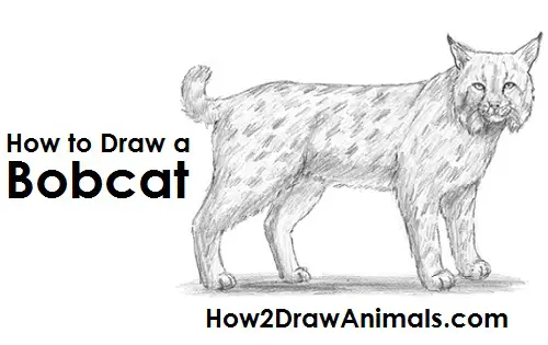 Draw Bobcat