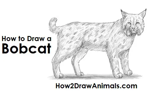 Bobcat Drawing Draw Bobcat