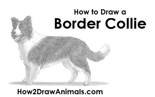 Draw Border Collie