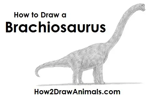 Draw a Brachiosaurus Dinosaur