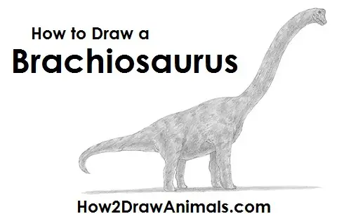Draw a Brachiosaurus Draw a Brachiosaurus Dinosaur