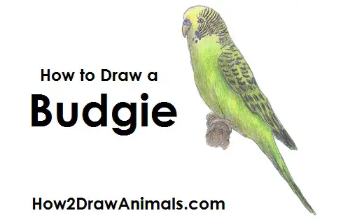 How to Draw a Budgie (Parakeet)