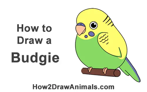 How to Draw Cute Cartoon Budgie Budgerigar Parakeet Bird
