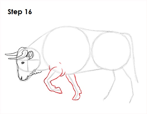 Bull Drawing 16 Draw Bull 16