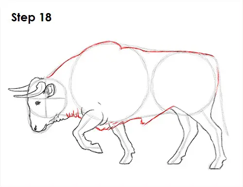 Bull Drawing 18 Draw Bull 18
