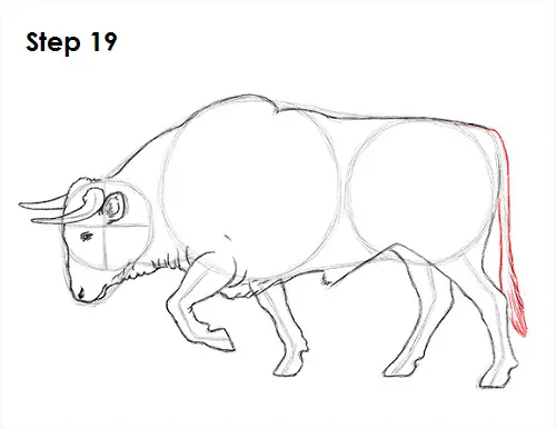 Bull Drawing 19 Draw Bull 19