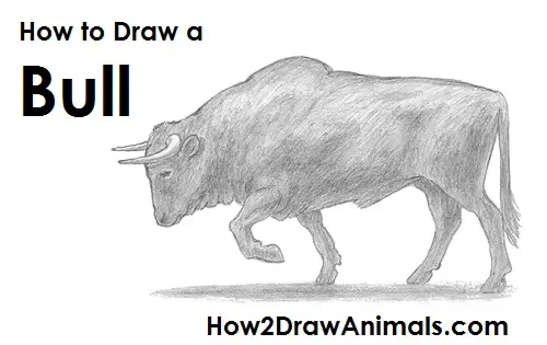 Bull Drawing Draw Bull