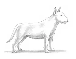 How to Draw a Bull Terrier Puppy Dog