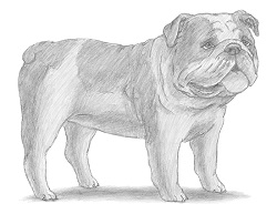 How to Draw a Bulldog