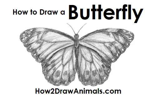 Draw Butterfly