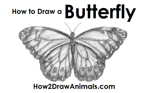Butterfly Drawing Draw Butterfly