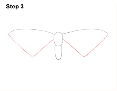 How to Draw a Painted Lady Butterfly Wings 3