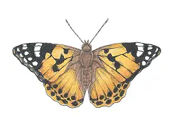 How to Draw a Painted Lady Butterfly Side View Color