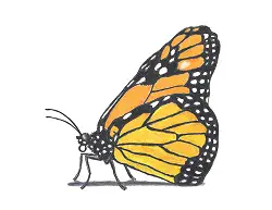How to Draw a Monarch Butterfly Side View Color