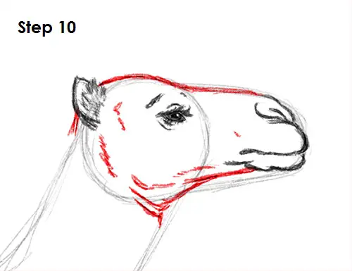 Draw Camel 10