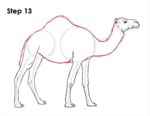 Draw Camel 13