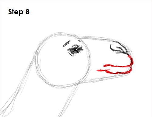 Camel Drawing 8 Draw Camel 8