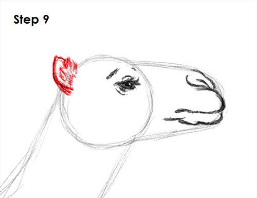 Draw Camel 9