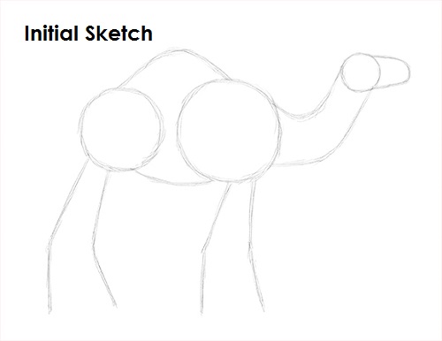 Camel Drawing Sketch Draw Camel Sketch