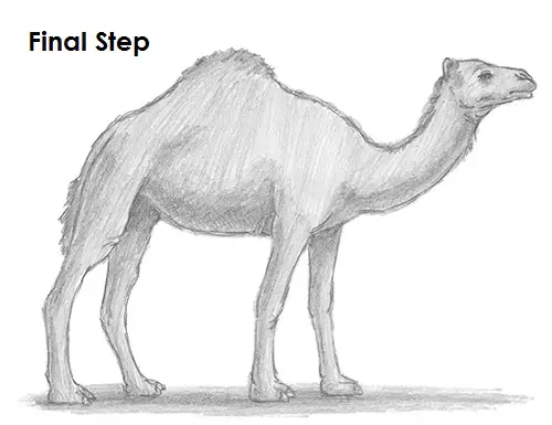 Draw Camel