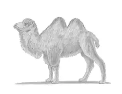 How to Draw a Camel Bactrian