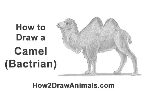 How to Draw a Bactrian Camel