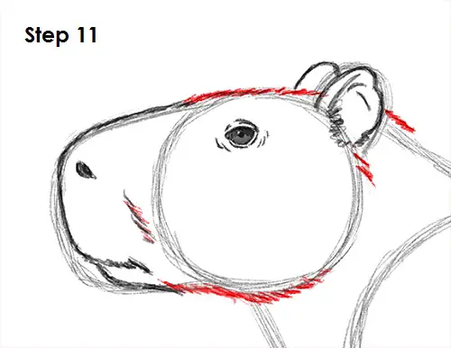 Draw Capybara 11