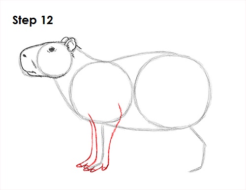 Capybara Drawing 12 Draw Capybara 12