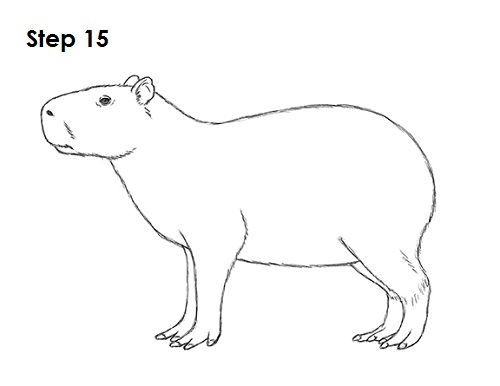Draw Capybara 15