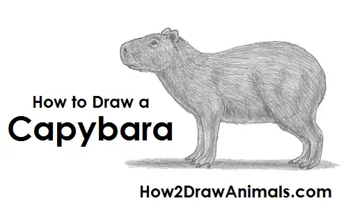 Capybara Drawing Draw Capybara