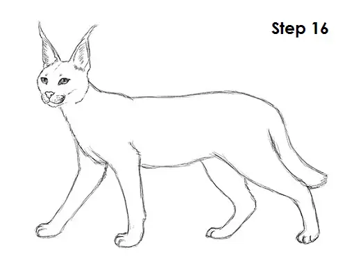Caracal Drawing 16 Draw Caracal 16