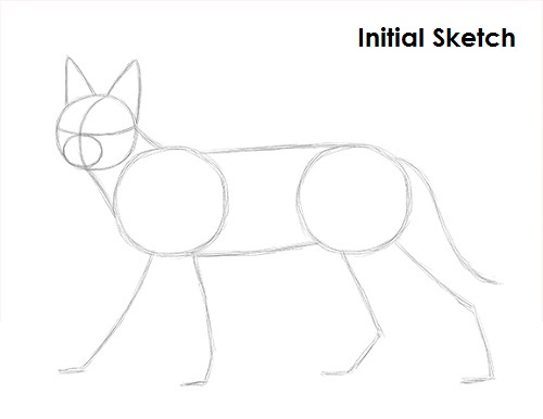 Caracal Drawing Sketch Draw Caracal Sketch