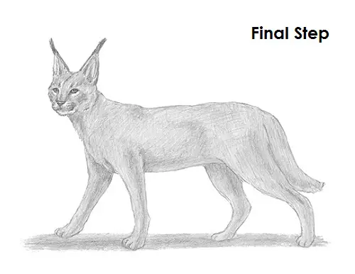 Caracal Drawing Draw a Caracal
