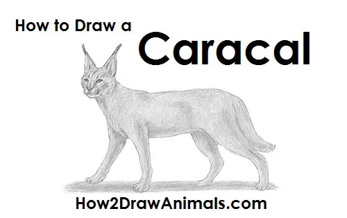 Draw a Caracal