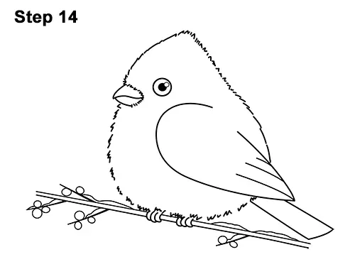 How to Draw Cute Little Cartoon Red Cardinal Snow Berries 14