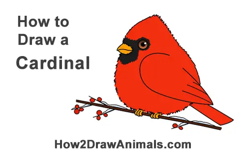 How to Draw Cute Little Cartoon Red Cardinal Snow Berries
