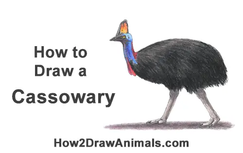 How to Draw an Australian Southern Cassowary Bird