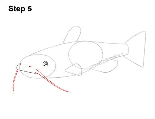 How to Draw a Channel Catfish Fish 5