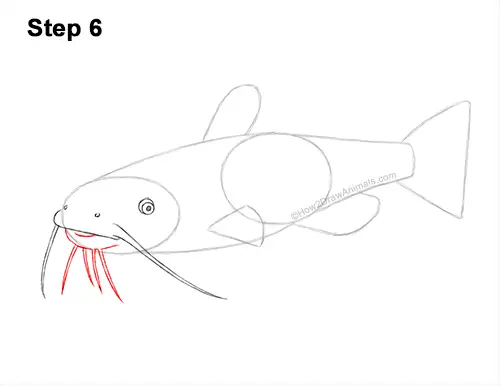How to Draw a Channel Catfish Fish 6