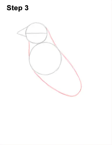 How to Draw a Cedar Waxwing Bird 3