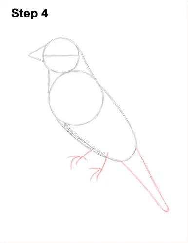 How to Draw a Cedar Waxwing Bird 4