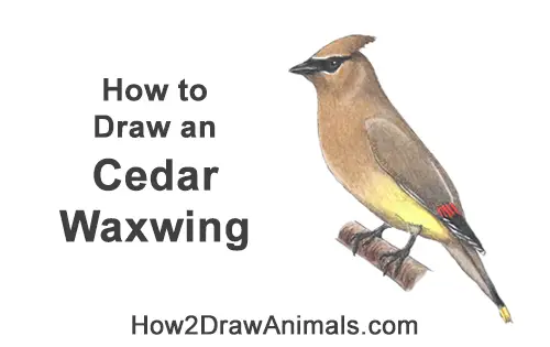 How to Draw a Cedar Waxwing Bird Side View Color