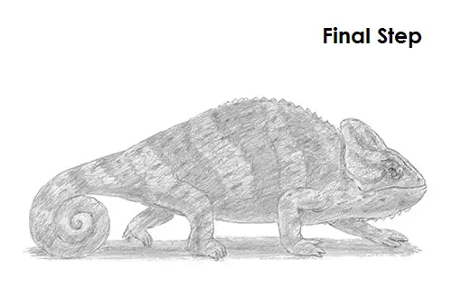 Chameleon Drawing Draw a Chameleon