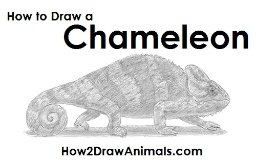 Draw a Chameleon
