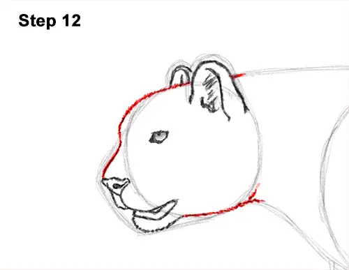 Draw Cheetah Running 12