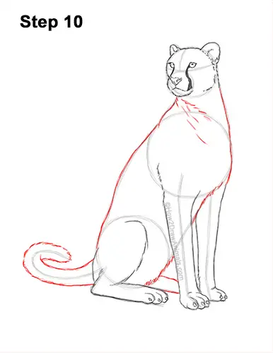 How to Draw a Cheetah Sitting Side View 10