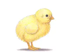 How to Draw a Cute Baby Chick