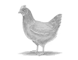 How to Draw a Chicken Hen Standing Bird